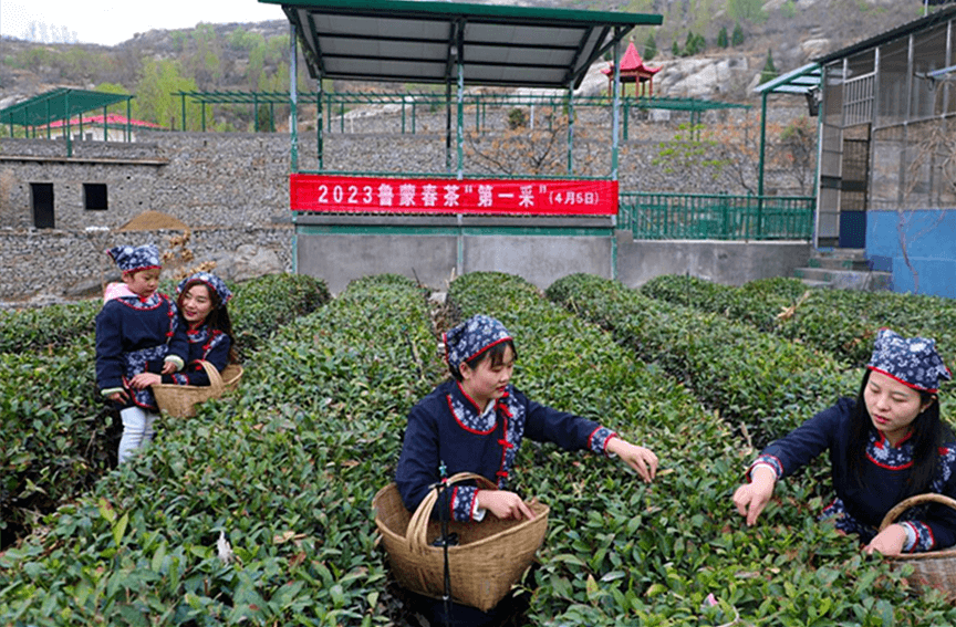 临沂平邑：云头山生态茶园举办“鲁蒙春茶第一采”活动
